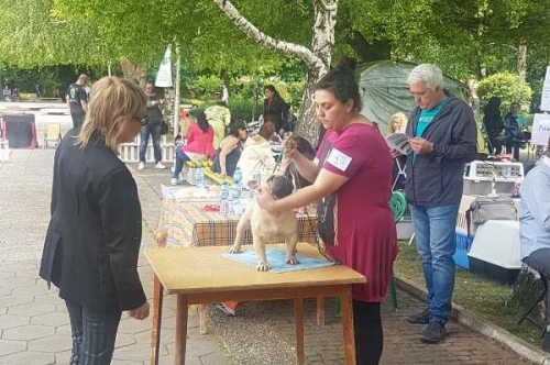 Киноложка изложба THE DOG SHOW – Първомай 2019